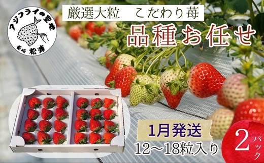 【B6-031_01】厳選大粒　こだわり苺 品種お任せ12～18粒×2パック(1月発送)