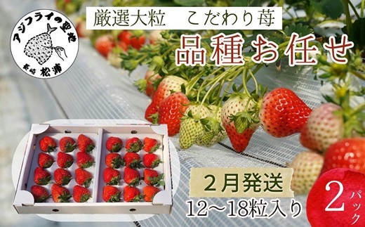 【B6-031_02】厳選大粒　こだわり苺 品種お任せ12～18粒×2パック(2月発送)
