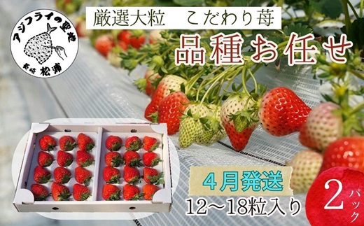 【B6-031_04】厳選大粒　こだわり苺 品種お任せ12～18粒×2パック(4月発送)